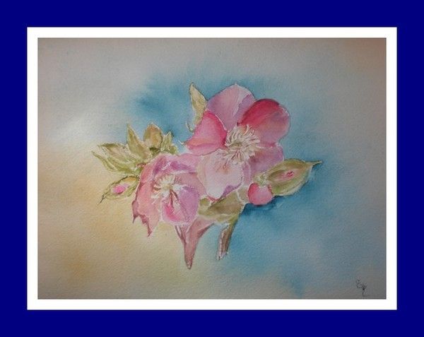 HELLEBORE - aquarelle
